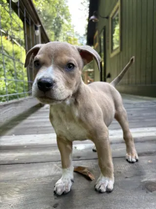 Milo