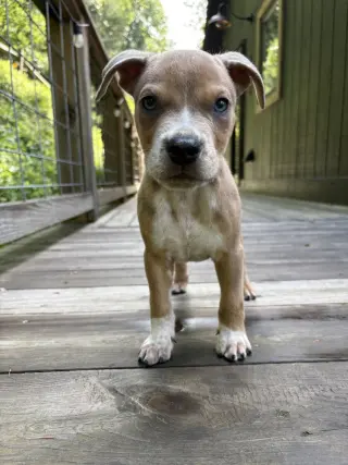 Milo