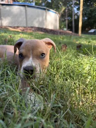 Milo