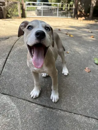 Daisy