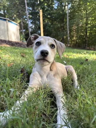 Daisy