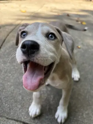 Daisy