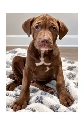 Chance Clay (Brownie)
