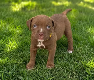 Chance Clay (Brownie)