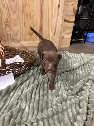 Chance Clay (Brownie)