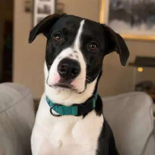 Brody