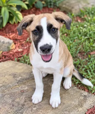 Jack