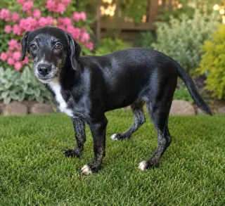 Ranger