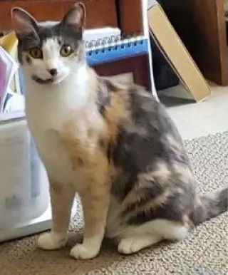 Isabella