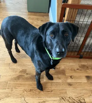 Henley - In Foster