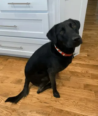 Henley - In Foster