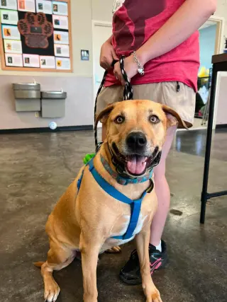 Tommy- In Foster