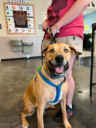 Tommy- In Foster