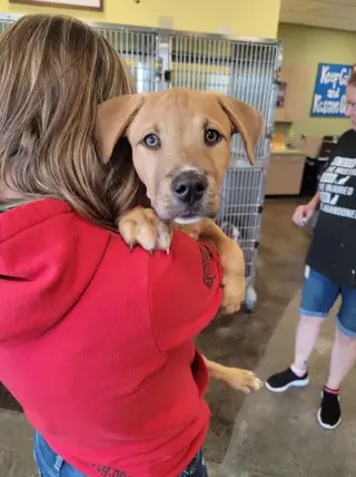Tommy- In Foster
