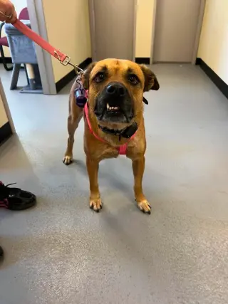 Honey- In Foster