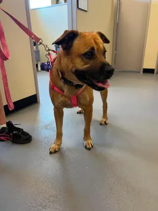 Honey- In Foster