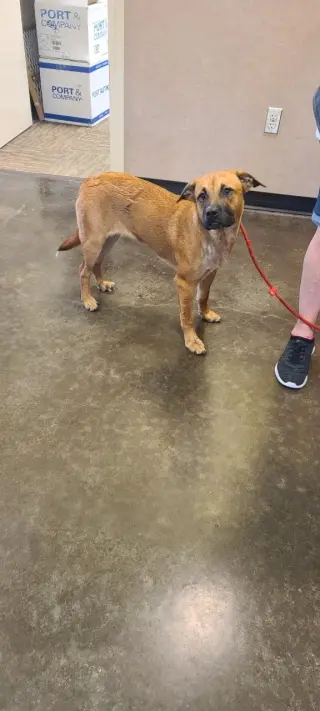 Honey- In Foster