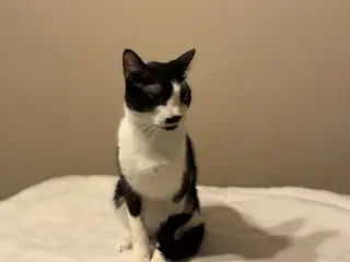 Moostache