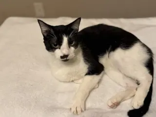 Moostache