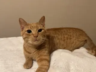 Cheez- It