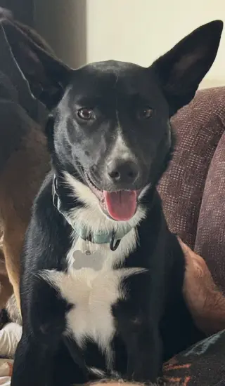 Mindy