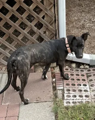 Delilah