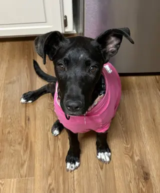 Delilah