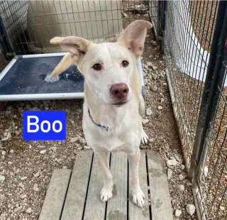 Boo