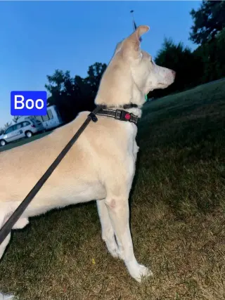 Boo