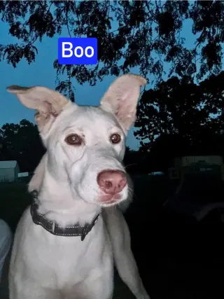 Boo
