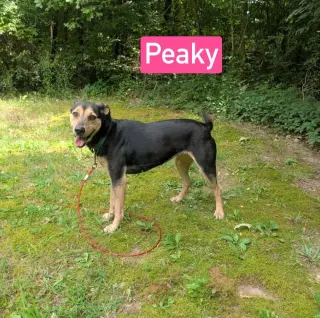 Peaky