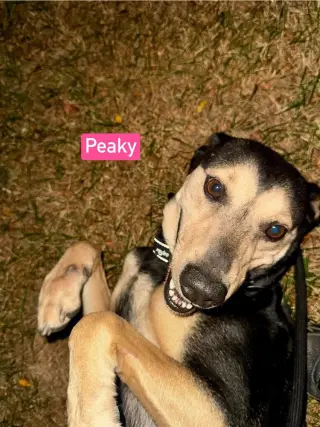 Peaky