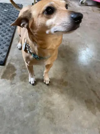 Amos