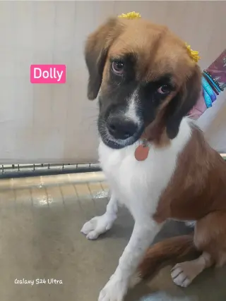 Dolly