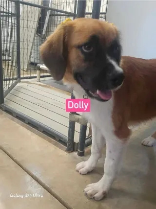 Dolly