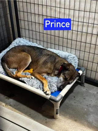 Prince