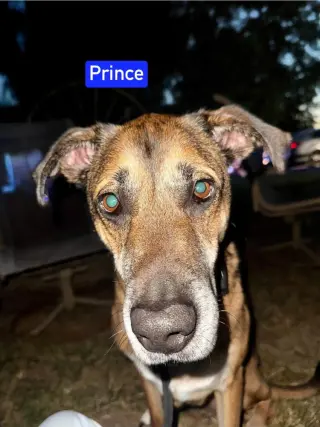 Prince