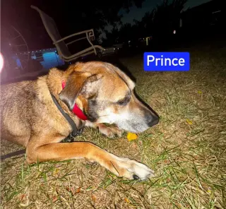 Prince