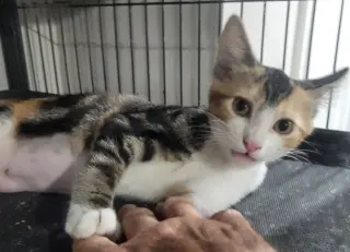 Sunshine (Bonded with Tammi)