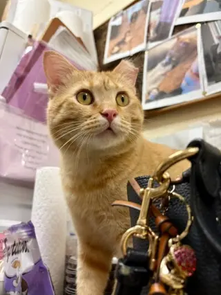 Marmalade