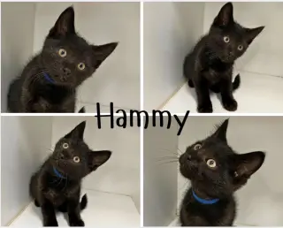 Hammy