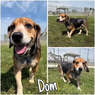Dom