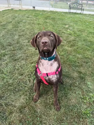 Goose