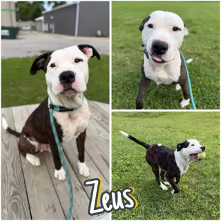 Zeus - Fee Waived
