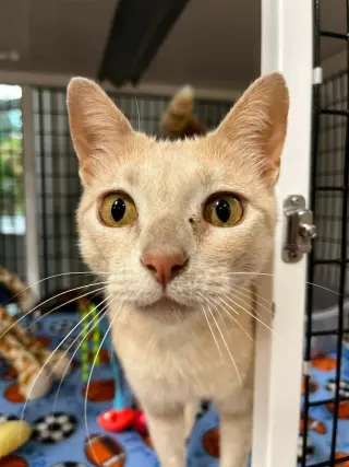 Josephine- retired momma