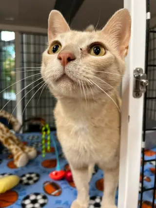 Josephine- retired momma