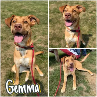 Gemma