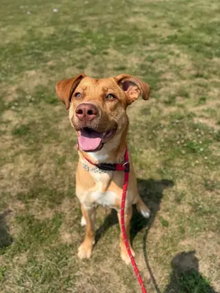 Gemma