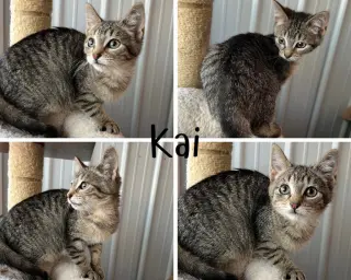 Kai