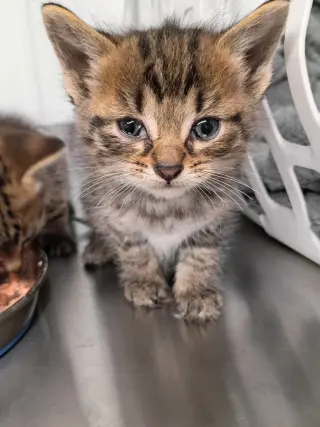 Kai